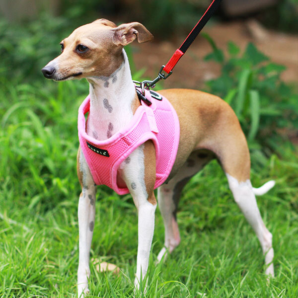 how to put on a puppia harness